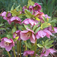Helleborus hybridus 
